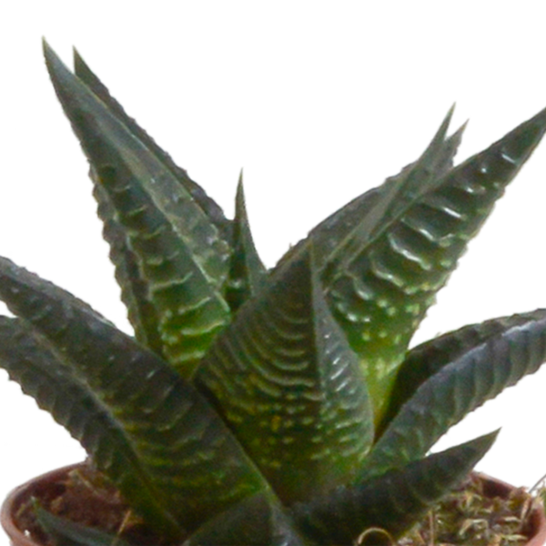 Sukkulenten-Set „Gasteria & Haworthia-Mix" – Gasterien und Haworthien – Ansicht 15