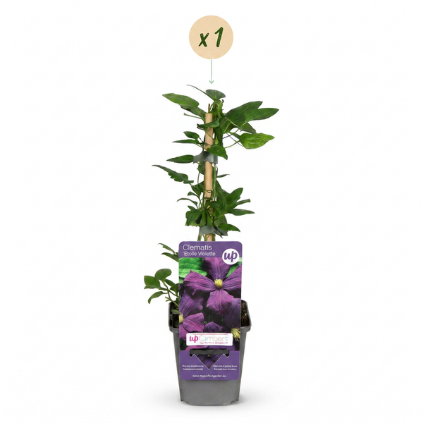 Waldrebe ‚Étoile Violette' – Clematis viticella – Ansicht 2