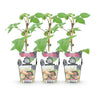 Brombeere ‚Black Satin' – Rubus fruticosus – Ansicht 2
