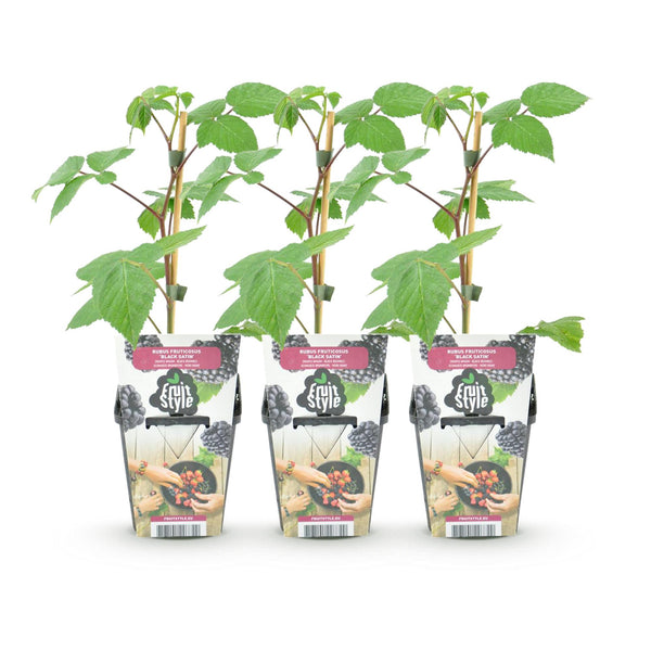 Brombeere ‚Black Satin' – Rubus fruticosus – Ansicht 2