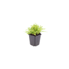 Gewöhnlicher Wurmfarn – Dryopteris filix-mas – Ansicht 2
