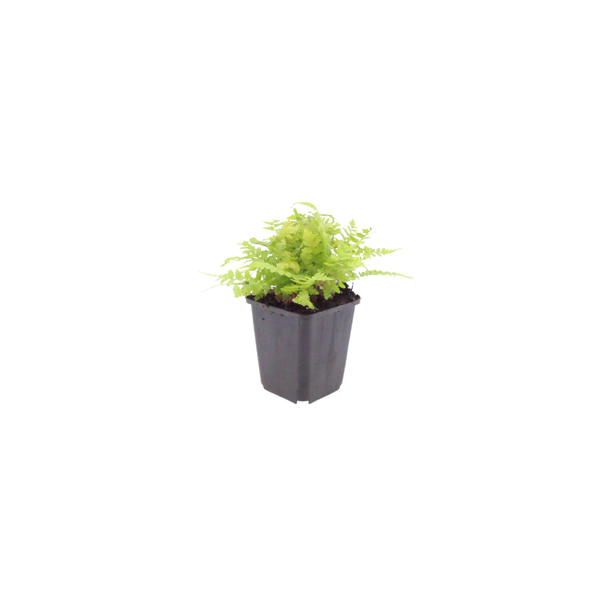 Gewöhnlicher Wurmfarn – Dryopteris filix-mas – Ansicht 2