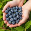 Heidelbeere ‚Northland' – Vaccinium corymbosum – Ansicht 4
