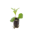 Hornnarbe – Ceratostigma – Ansicht 3