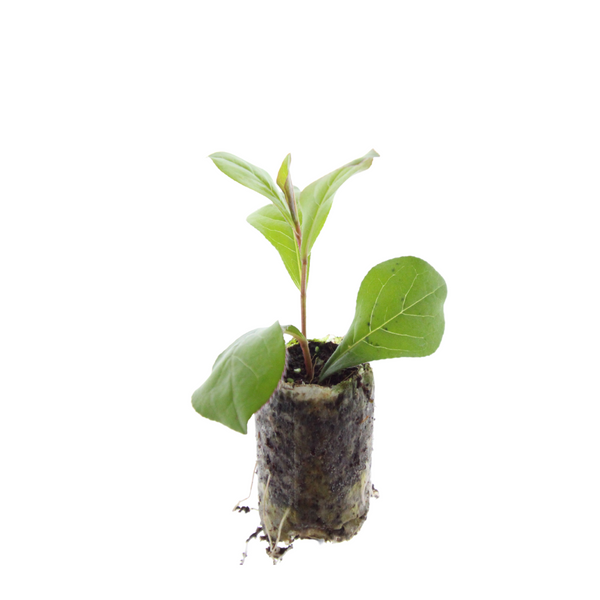 Hornnarbe – Ceratostigma – Ansicht 3