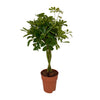 Strahlenaralie ‚Compacta' – Schefflera arboricola