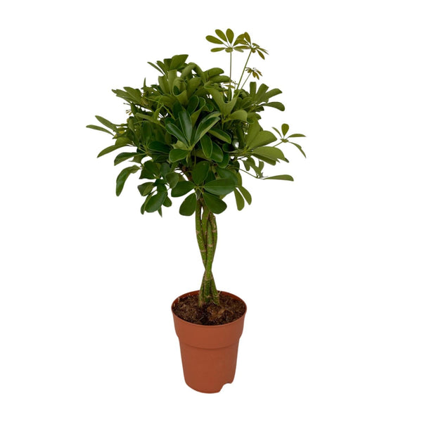 Strahlenaralie ‚Compacta' – Schefflera arboricola