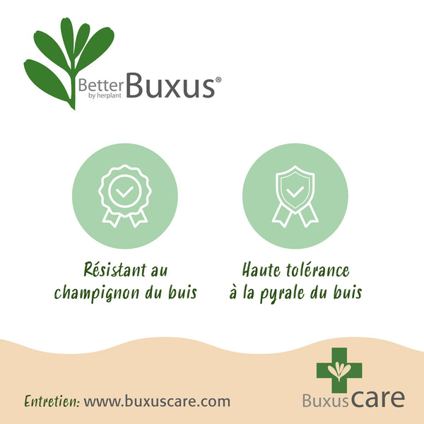 Buchsbaum ‚Babylon Beauty' – Buxus sempervirens – Ansicht 9