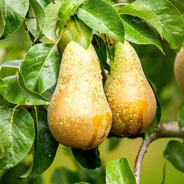 Birnbaum ‚Conference' – Pyrus communis – Ansicht 6
