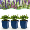 Salbei – Salvia