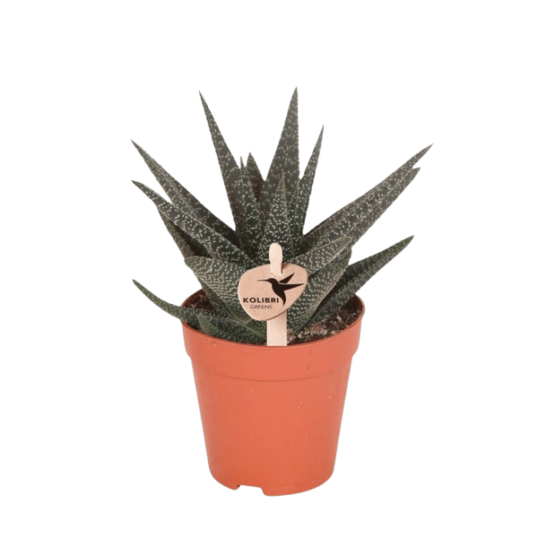 Haworthia ‚Royal Highness'