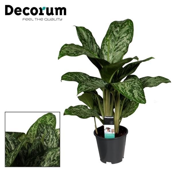 Kolbenfaden ‚Greenlight' – Aglaonema
