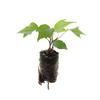 Efeu ‚Green Ripple' – Hedera helix – Ansicht 3