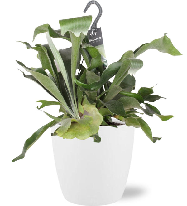 Geweihfarn – Platycerium bifurcatum – Ø 17 cm · 30 cm, Übertopf Brussels weiß