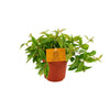 Zwergpfeffer ‚Rocca Vivace' – Peperomia angulata