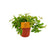Zwergpfeffer ‚Rocca Vivace' – Peperomia angulata