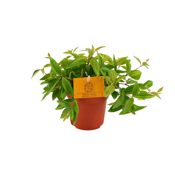 Zwergpfeffer ‚Rocca Vivace' – Peperomia angulata