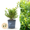 Buchsbaum ‚Babylon Beauty' – Buxus sempervirens