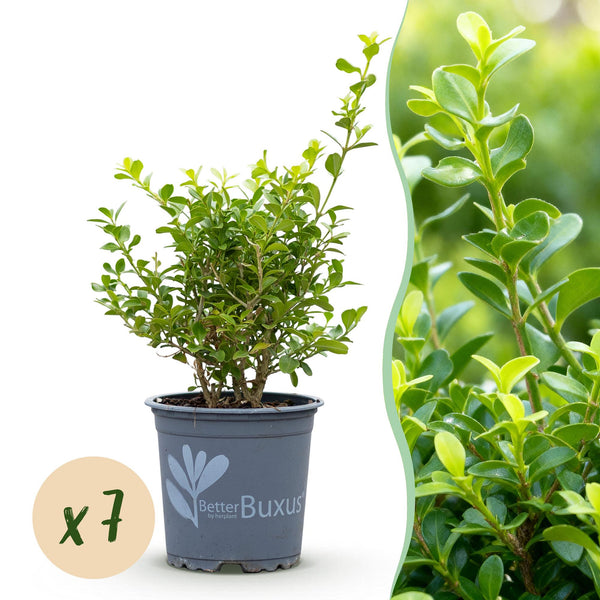 Buchsbaum ‚Babylon Beauty' – Buxus sempervirens