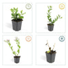 Ageratum-Aster ‚Asran' – Aster ageratoides – Ansicht 4
