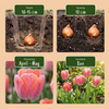 Tulpe ‚Positive Vibe' – Tulipa – Ansicht 4