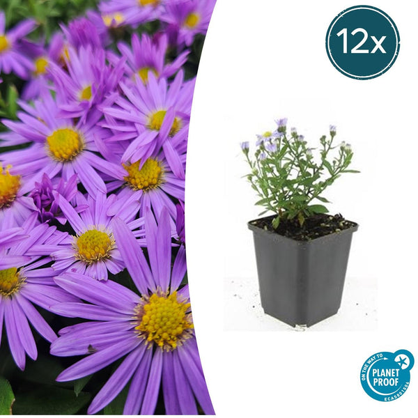 Kissen-Aster ‚Prof. Anton Kippenberg' – Aster dumosus
