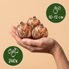 Blumenzwiebel-Set „Feuchtgarten" – Sommerblüher für feuchte Standorte – Ansicht 3