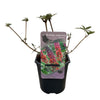 Schmetterlingsstrauch ‚Flower Power' – Buddleja davidii – Ansicht 2
