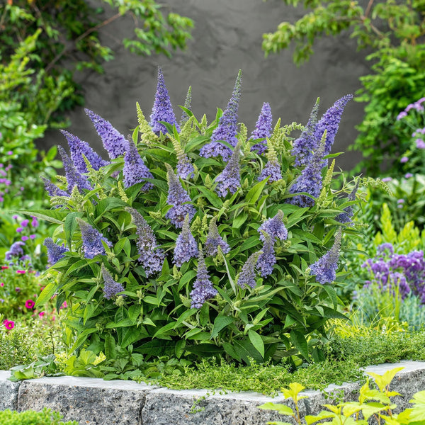 Schmetterlingsstrauch ‚Butterfly Candy Little Lila' – Buddleja davidii – Ansicht 5