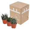 Sukkulenten-Set „Gasteria & Haworthia“ – 3 Sukkulenten – Ansicht 3
