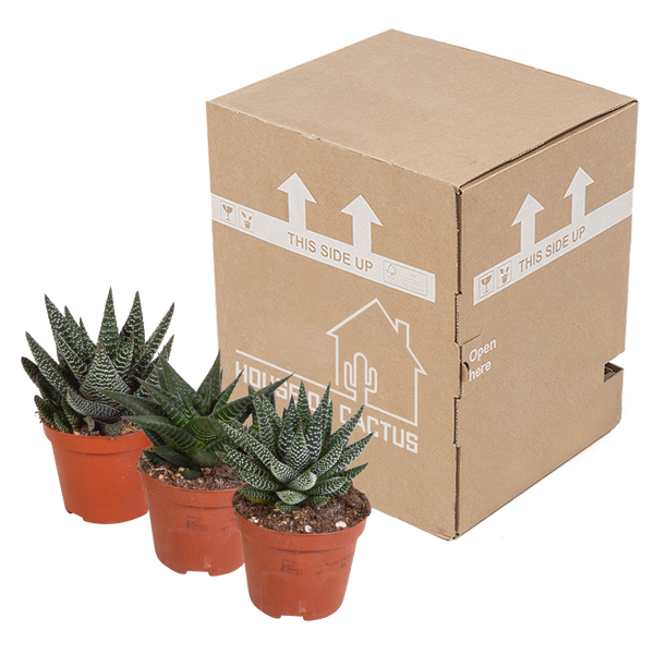Sukkulenten-Set „Gasteria & Haworthia“ – 3 Sukkulenten – Ansicht 3