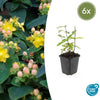 Johanniskraut ‚Annebel' – Hypericum × inodorum – 6 Stück