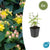 Johanniskraut ‚Annebel' – Hypericum × inodorum – 6 Stück