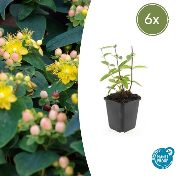 Johanniskraut ‚Annebel' – Hypericum × inodorum – 6 Stück