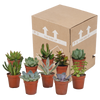 Vetplanten-Mischung 5,5 cm - 10x - zonder pot