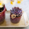 Echeveria ‚Summer' – Ansicht 2