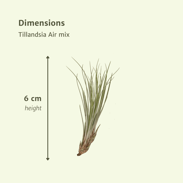 Luftpflanzen-Set „Air Mix" – verschiedene Tillandsien – Ansicht 4