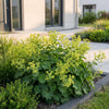 Frauenmantel – Alchemilla mollis – Ansicht 5