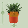 Gasteria-Hybride ‚Aurora' – Ansicht 2