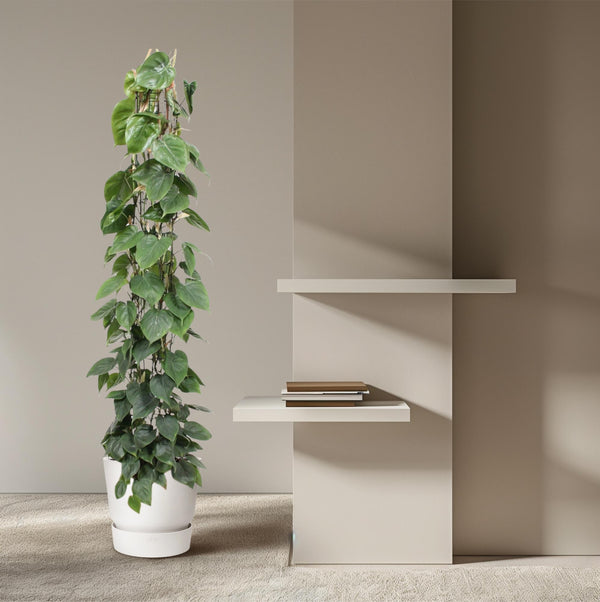 Baumfreund – Philodendron scandens am Rankgitter – Ansicht 4