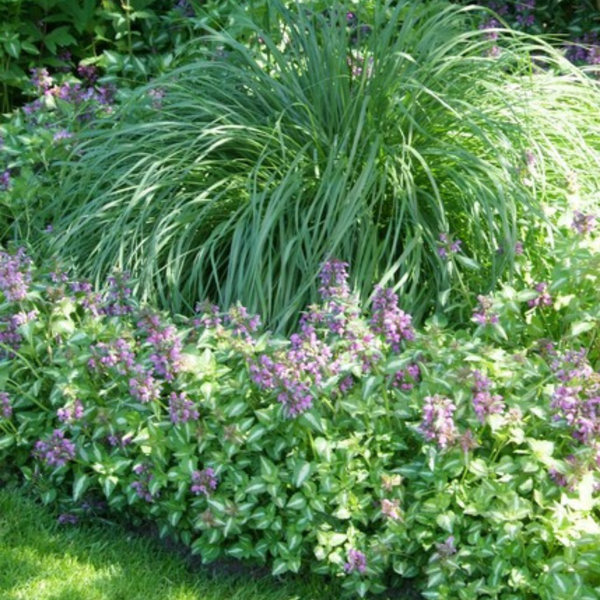 Taubnessel – Lamium – Ansicht 7