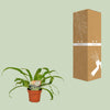 Nestfarn – Asplenium antiquum – Ansicht 3