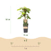 Mini-Kiwi ‚Weiki' – Actinidia arguta – Ansicht 3
