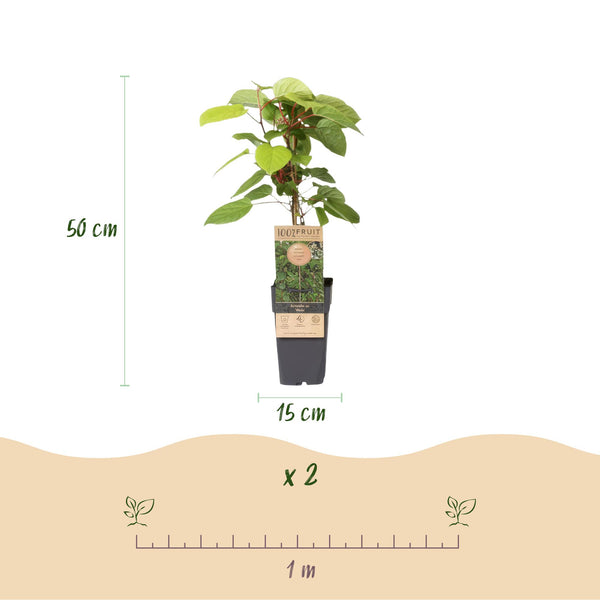 Mini-Kiwi ‚Weiki' – Actinidia arguta – Ansicht 3