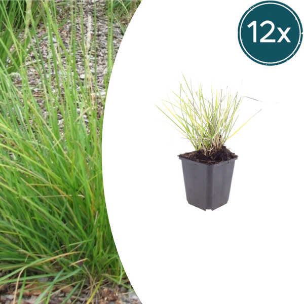 Herbst-Kopfgras – Sesleria autumnalis