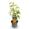 Fächerahorn ‚Orange Dream' – Acer palmatum – Ansicht 2