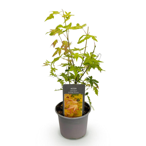 Fächerahorn ‚Orange Dream' – Acer palmatum – Ansicht 2