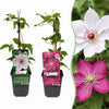 Waldreben-Set „Duo Pink & White" – Clematis in Rosa und Weiß