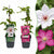 Waldreben-Set „Duo Pink & White" – Clematis in Rosa und Weiß