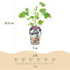 Jostabeere – Ribes × nidigrolaria – Ansicht 3